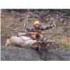 Image 1 : 5-Day Fully Outfitted Colorado Archery Bull Elk Hunt for One (1) Hunter
