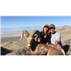 Image 1 : 2018 Utah Box Elder, Newfoundland Mtn Rocky Mountain Bighorn Sheep Conservation Permit