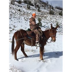 “TEDDY” THE MULE