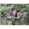10-Day Moose Hunt for (1) Hunter - Full Curl Stone BC