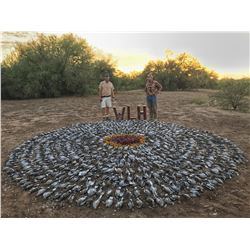 Dove Hunt in Hermosillo, Mexico