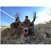 2018 Utah Fillmore, Oak Creek LE Landowner Deer Permit