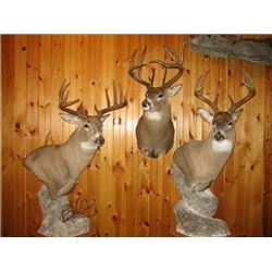 Deer Shoulder Mount from Brown Bear Taxidermy