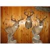 Image 1 : Deer Shoulder Mount from Brown Bear Taxidermy