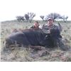 Image 3 : 5-Day Argentina Water Buffalo Hunt