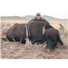 Image 4 : 5-Day Argentina Water Buffalo Hunt