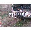Image 2 : Maryland Waterfowl hunt for 4