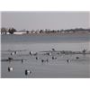 Image 4 : Maryland Waterfowl hunt for 4