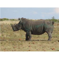 7-Day South Africa Darted Rhino Hunt