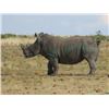 Image 1 : 7-Day South Africa Darted Rhino Hunt