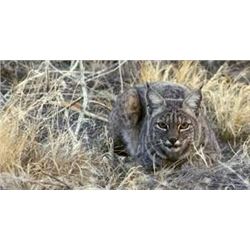 2_Day PA Bobcat/Coyote Hunt for 2 hunters