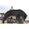 Image 1 : 6-Day Alberta Black Bear Hunt with McKinnon & Co.