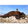 Image 2 : 6-Day Alberta Black Bear Hunt with McKinnon & Co.