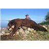 Image 3 : 6-Day Alberta Black Bear Hunt with McKinnon & Co.