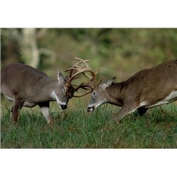 Eastern Shore of MD Whitetail, Sika, Waterfowl & Turkey SEASON Membership