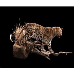 Life-size Taxidermy Mount Including Hardwood Base with Habitat Display