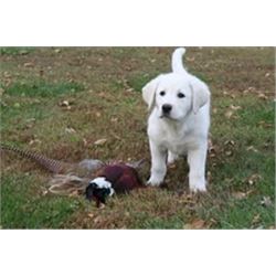 2 Day “EXPRESS” Pheasant Hunt for 2 with Pheasant City