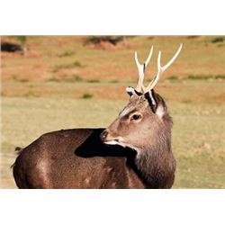 3-Day, 2 Man Sika Deer Hunt with Williamson Outfitters