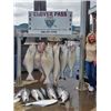 Image 2 : 4-Person Alaska Salmon & Halibut Fishing Charter