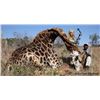 7-Day Giraffe Hunt for 2 Hunters