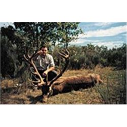 Trophy Mouflon Sheep or Fallow Deer or Red Deer Hunt for 1 in Spain