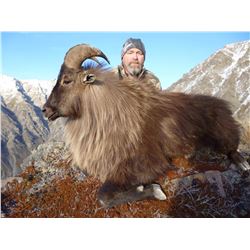5 Day New Zealand Bull Tahr Hunt
