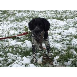 Pheasant Hunting for 4 Hunters