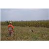 Image 2 : Pheasant Hunting for 4 Hunters