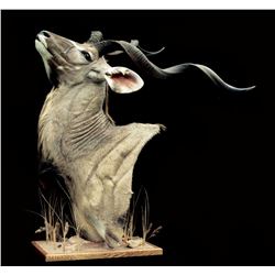 Shoulder Mount of Kudu Sized Animal from Truelife Taxidermy
