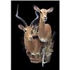 Image 2 : Shoulder Mount of Kudu Sized Animal from Truelife Taxidermy