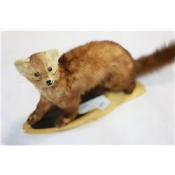 TAXIDERMY MARTIN