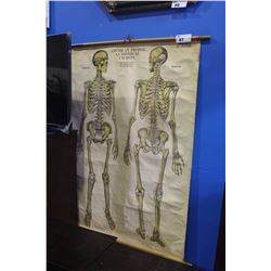 ANATOMICAL CHART