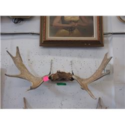 Rack of 36" Wide Antlers