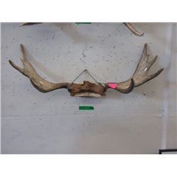 Rack of 36" Wide Antlers