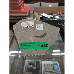 Genuine Fish Fossil