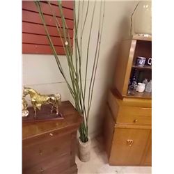 BAMBOO PLANT