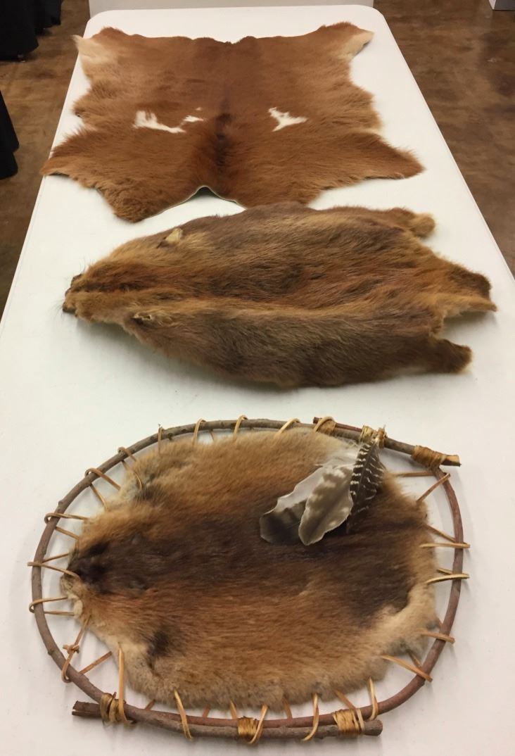 Deer Beaver and Muskrat Hides