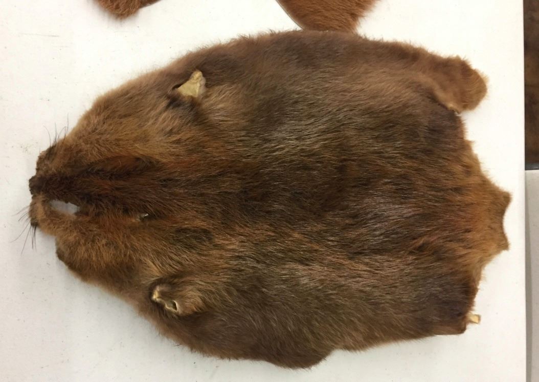 Deer Beaver and Muskrat Hides