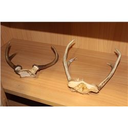 TWO SETS OF HORNS