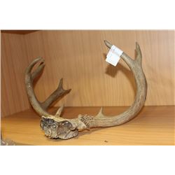 PAIR OF SMALL ANTLERS