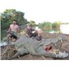Image 1 : African Crocodile  Hunt
