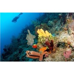 Belize Snorkeling, Fishing & Diving Trip