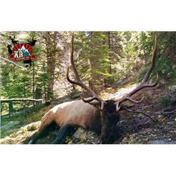 Colorado Bull Elk Hunt