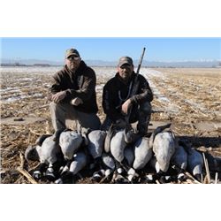 Illinois Snow Goose Hunt