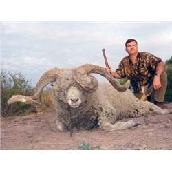 Argentina Big Game Sheep Hunt