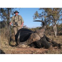 South Africa Cape Buffalo