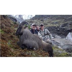 New Zealand Bull Tahr Hunt
