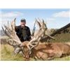 Image 1 : New Zealand 3-Day Red Stag 300 to 360 SCI