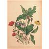 Image 1 : TRAILL, CATHERINE PARR. CANADIAN WILD FLOWERS. 86 pp. Illustrated with 10 hand coloured lithograp...