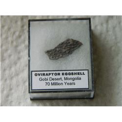 DINOSUAR EGG SHELL - 70 MILLION YEARS OLD - IN CASE - OVIRAPTOR